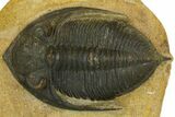 Bargain, Zlichovaspis Trilobite - Atchana, Morocco #137275-4
